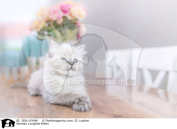German Longhair Kitten / DOL-01648