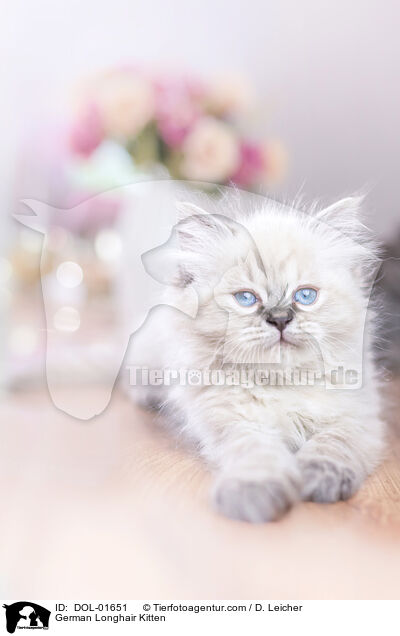 German Longhair Kitten / DOL-01651