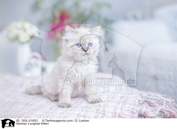 Deutsch Langhaar Ktzchen / German Longhair Kitten / DOL-01653