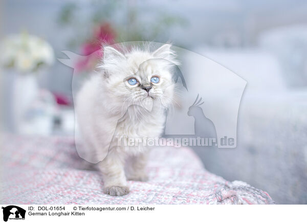 German Longhair Kitten / DOL-01654