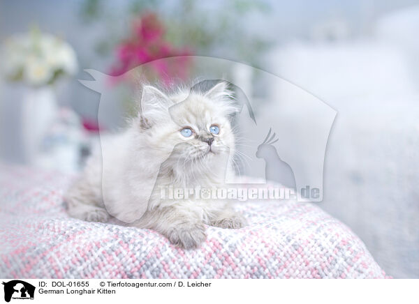 German Longhair Kitten / DOL-01655