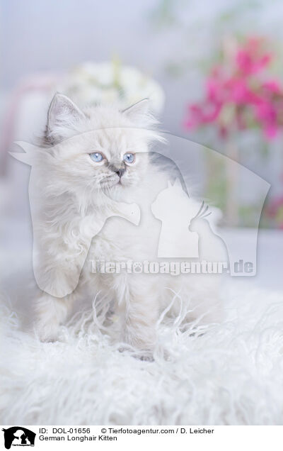 German Longhair Kitten / DOL-01656