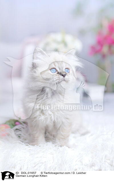 German Longhair Kitten / DOL-01657