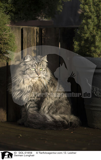 German Longhair / DOL-01658