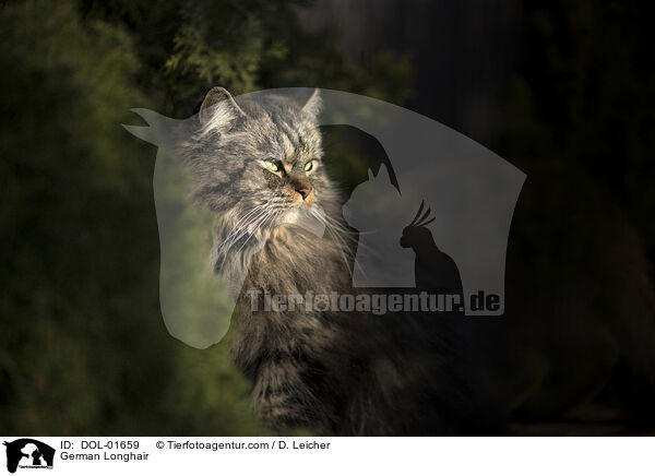 German Longhair / DOL-01659