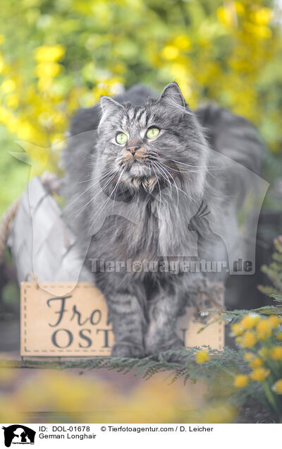 Deutsch Langhaar / German Longhair / DOL-01678