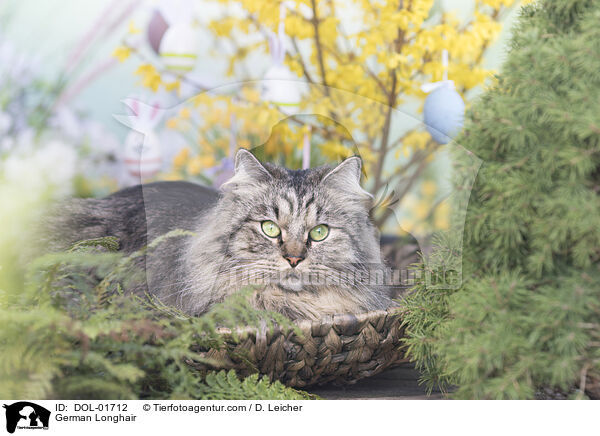 Deutsch Langhaar / German Longhair / DOL-01712