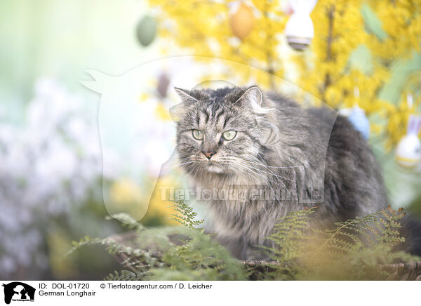 Deutsch Langhaar / German Longhair / DOL-01720