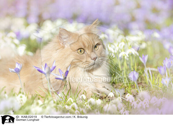 German Longhair / KAB-02019