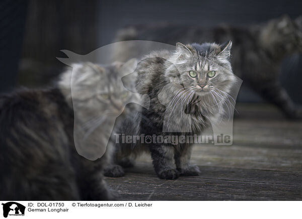 Deutsch Langhaar / German Longhair / DOL-01750