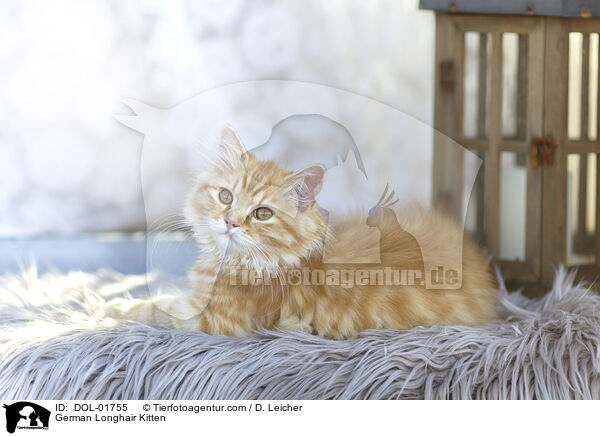 Deutsch Langhaar Ktzchen / German Longhair Kitten / DOL-01755
