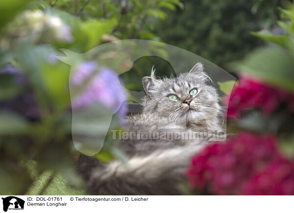 German Longhair / DOL-01761