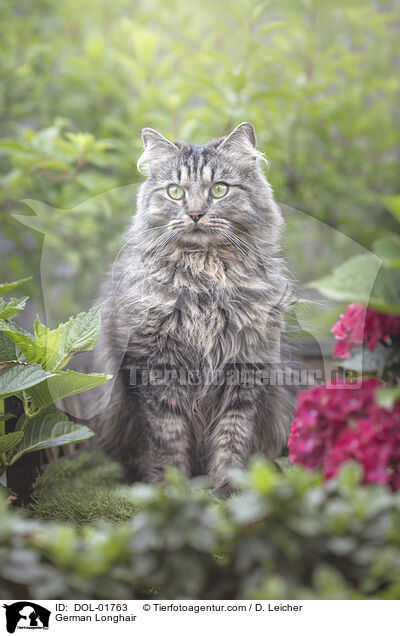 German Longhair / DOL-01763