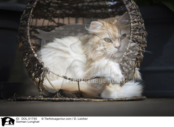 Deutsch Langhaar / German Longhair / DOL-01790