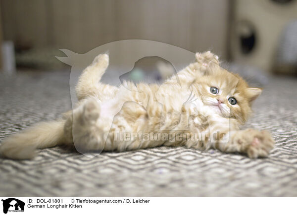 Deutsch Langhaar Ktzchen / German Longhair Kitten / DOL-01801