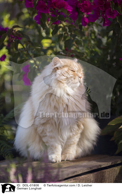 Deutsch Langhaar / German Longhair / DOL-01806