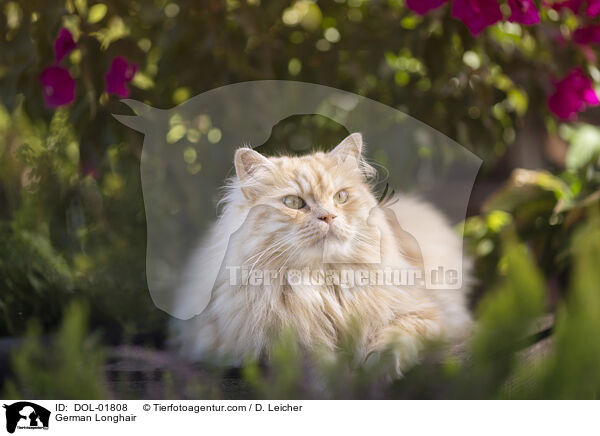Deutsch Langhaar / German Longhair / DOL-01808