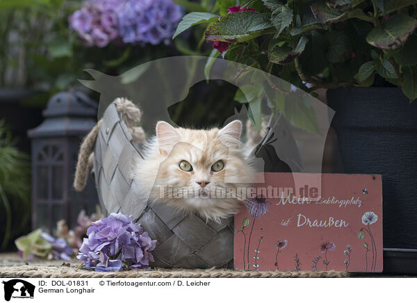 Deutsch Langhaar / German Longhair / DOL-01831