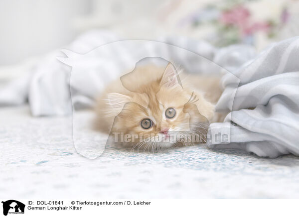 Deutsch Langhaar Ktzchen / German Longhair Kitten / DOL-01841