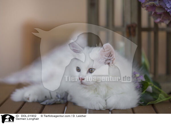 Deutsch Langhaar / German Longhair / DOL-01902