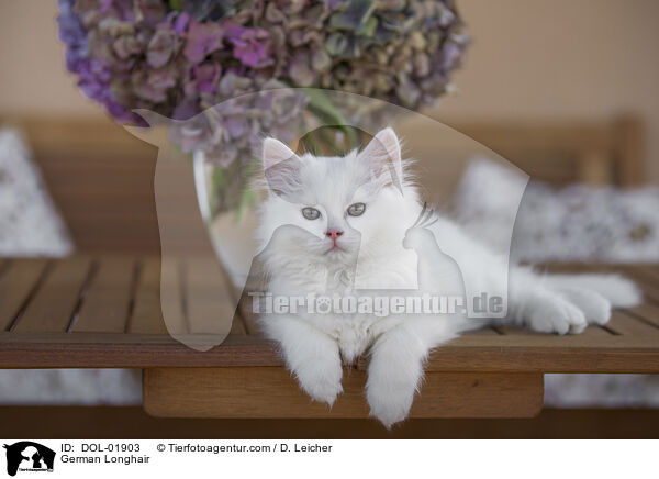 Deutsch Langhaar / German Longhair / DOL-01903