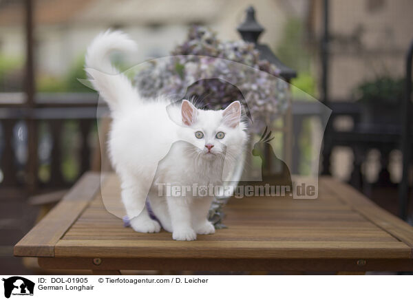 Deutsch Langhaar / German Longhair / DOL-01905