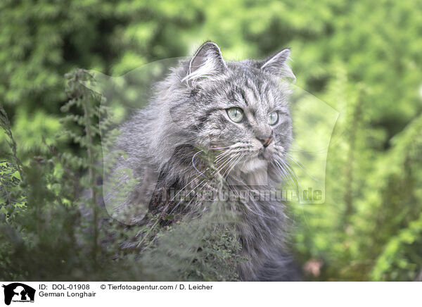 Deutsch Langhaar / German Longhair / DOL-01908