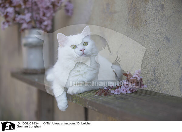 Deutsch Langhaar / German Longhair / DOL-01934