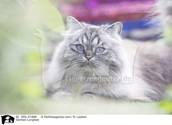 Deutsch Langhaar / German Longhair / DOL-01996