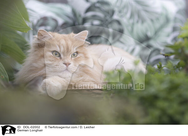 Deutsch Langhaar / German Longhair / DOL-02002