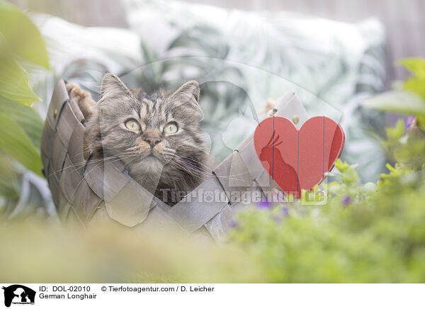 Deutsch Langhaar / German Longhair / DOL-02010
