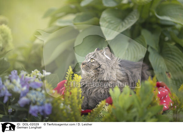 Deutsch Langhaar / German Longhair / DOL-02029