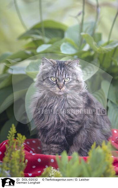 Deutsch Langhaar / German Longhair / DOL-02032