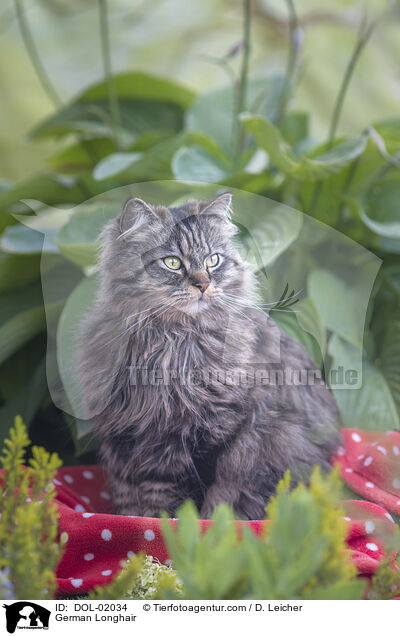 Deutsch Langhaar / German Longhair / DOL-02034
