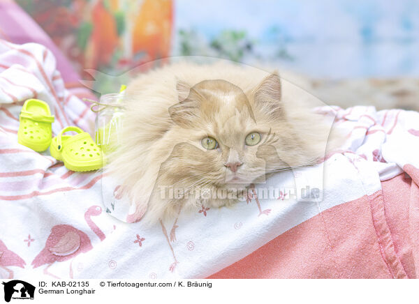 Deutsch Langhaar / German Longhair / KAB-02135