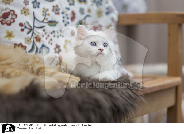 Deutsch Langhaar / German Longhair / DOL-02050