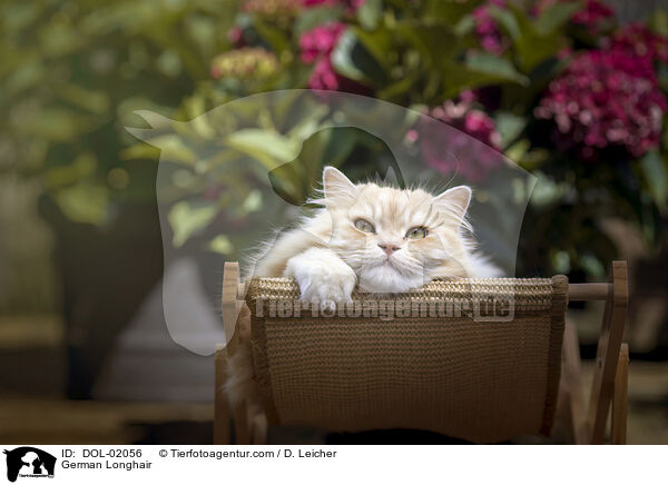 Deutsch Langhaar / German Longhair / DOL-02056