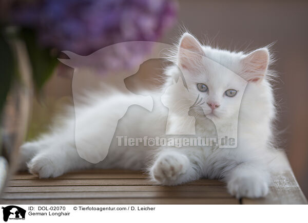 Deutsch Langhaar / German Longhair / DOL-02070