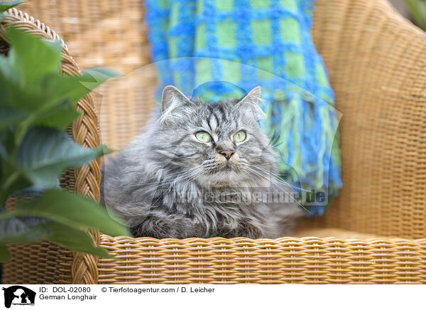 Deutsch Langhaar / German Longhair / DOL-02080