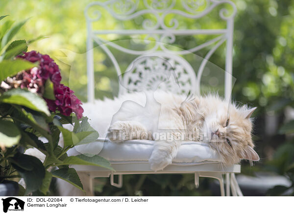 Deutsch Langhaar / German Longhair / DOL-02084