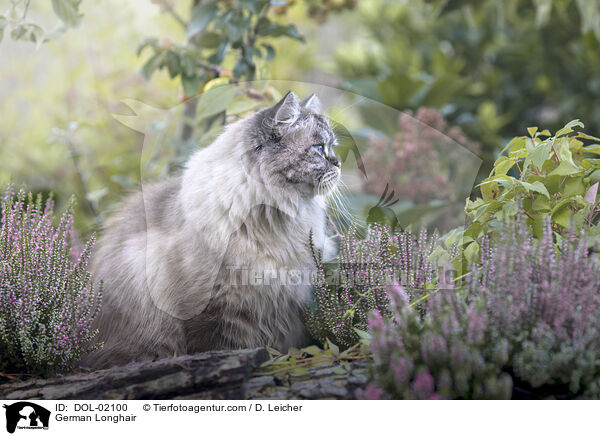 Deutsch Langhaar / German Longhair / DOL-02100