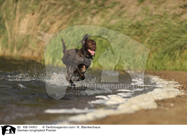 Deutsch Langhaar / German longhaired Pointer / KB-14901