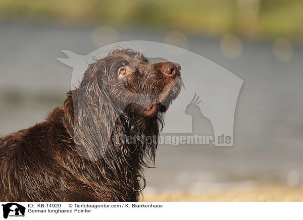 Deutsch Langhaar / German longhaired Pointer / KB-14920