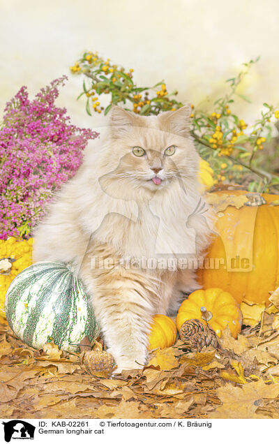 Deutsch Langhaar / German longhair cat / KAB-02261