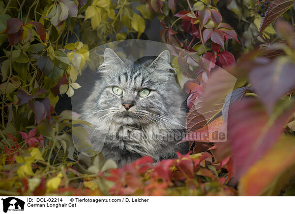 Deutsch Langhaar / German Longhair Cat / DOL-02214