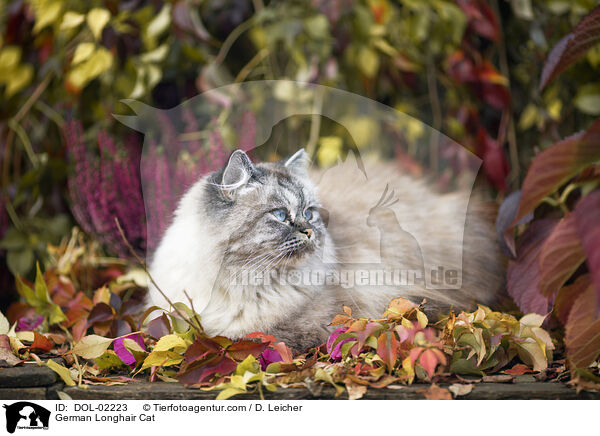 Deutsch Langhaar / German Longhair Cat / DOL-02223