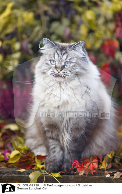 Deutsch Langhaar / German Longhair Cat / DOL-02228