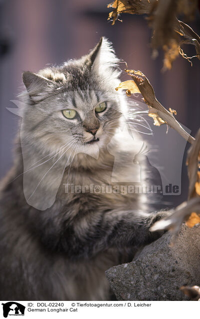 Deutsch Langhaar / German Longhair Cat / DOL-02240