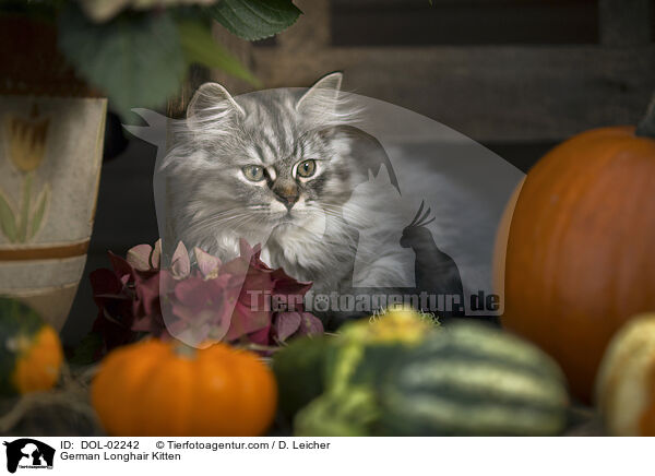 Deutsch Langhaar Ktzchen / German Longhair Kitten / DOL-02242