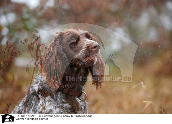 Deutsch Langhaar / German longhair pointer / KB-16920